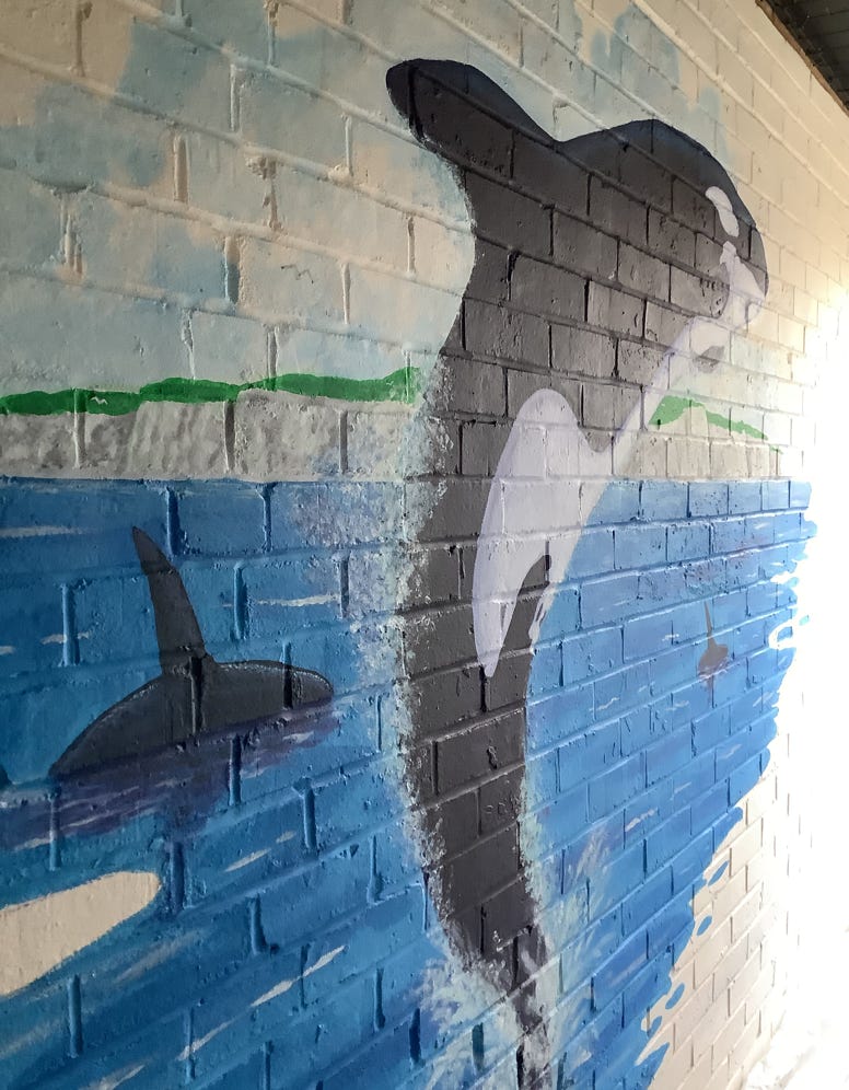 Killer Whale painted on a wall